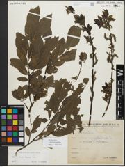 Foto von Salix myrsinifolia Salisb.